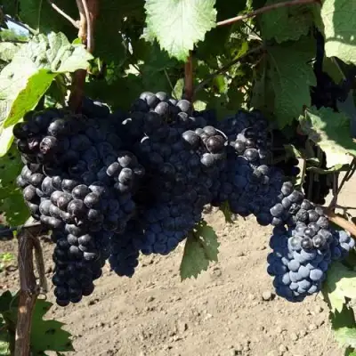 Виноград ДЕНИСОВСКИЙ в Волковыске