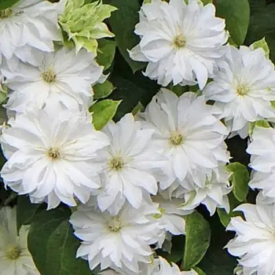 Клематис МАРИЯ СКЛОДОВСКАЯ-КЮРИ в Волковыске