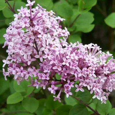 Сирень ПАЛИБИН  в Волковыске