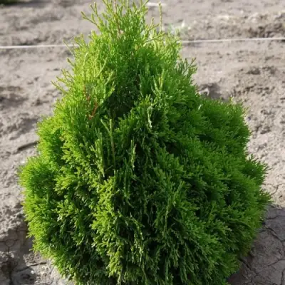 Туя МИКИ западная в Волковыске