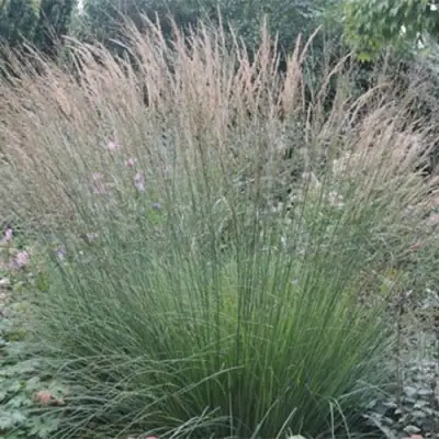 Молиния ХАЙДЕБРАУТ голубая в Волковыске