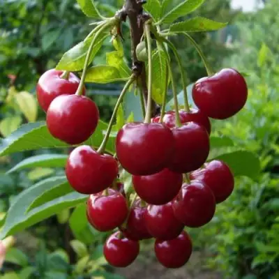 Вишня ВЯНОК в Волковыске