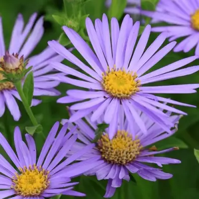 Астра ЛЕДИ ИН БЛЮ в Волковыске