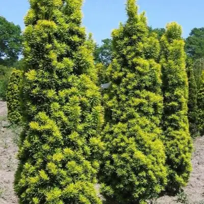 Тис ДАВИД ягодный в Волковыске