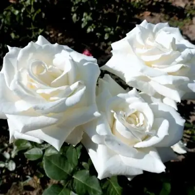 Роза БОИНГ чайно-гибридная в Волковыске