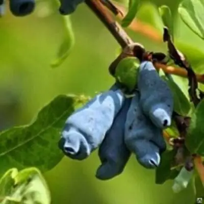 Жимолость съедобная ПУШКИНСКАЯ в Волковыске