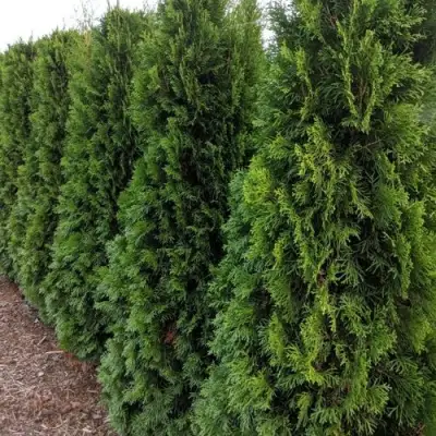 Туя ПИРАМИДАЛИС КОМПАКТА западная в Волковыске