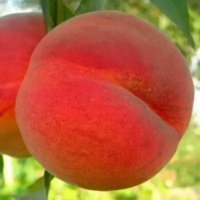 Персик МАЙСКИЙ ЦВЕТОК в Волковыске