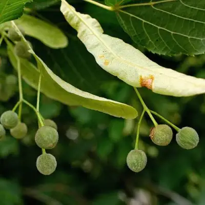 Липа сердцевидная в Волковыске