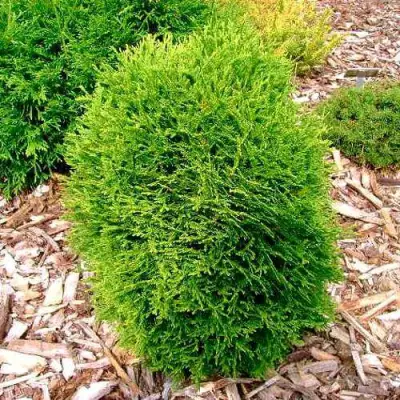 Туя ВОТЕРФИЛД западная в Волковыске