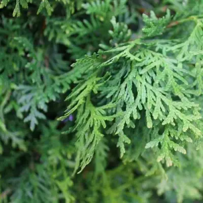 Туя ПИРАМИДАЛИС КОМПАКТА западная в Волковыске