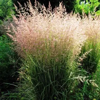 Молиния ФОНТЕЙН тростниковая в Волковыске