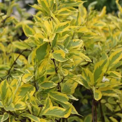 Дерен ШПЕТА белый в Волковыске