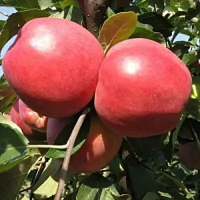 Яблоня ЗАСЛАВСКОЕ в Волковыске