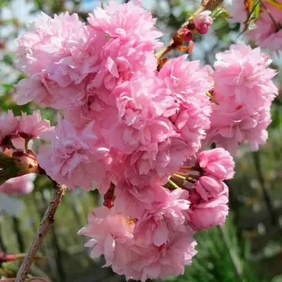 Сакура КИКУ ШИДАРЕ в Волковыске