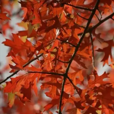 Дуб болотный в Волковыске