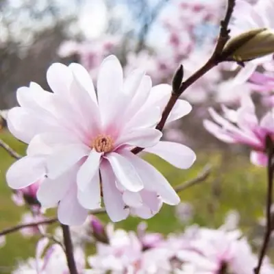 Магнолия РОЗЕЯ в Волковыске