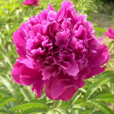 Пион КИТАЙСКИЙ ШЕЛК травянистый в Волковыске