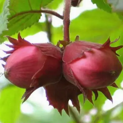 Фундук АЙВЕНГО в Волковыске