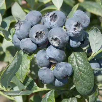 Голубика БРИГИТТА в Волковыске