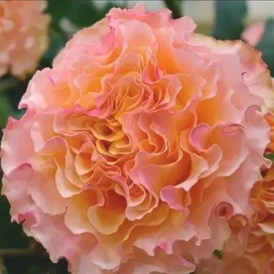 саженцы розы Кампанелла Пич