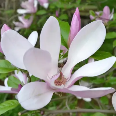 Магнолия ДЖОРДЖ ГЕНРИ КЕРН в Волковыске