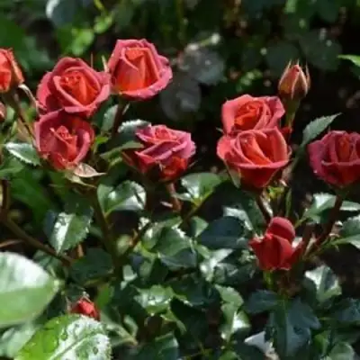 Роза ЧОКОЧИНО спрей в Волковыске