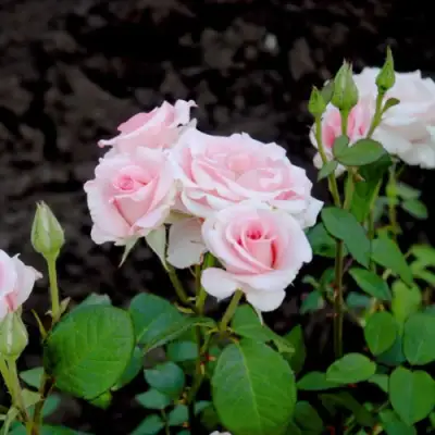 Роза ФЛАМИНГО чайно-гибридная в Волковыске