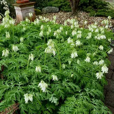 Дицентра красивая АВРОРА в Волковыске