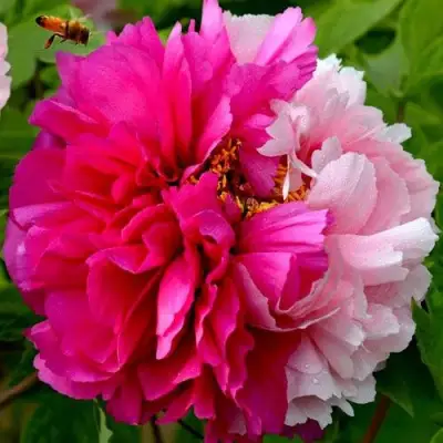 Пион ДВЕ СЕСТРЫ древовидный в Волковыске