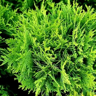 Туя ДАНИКА западная в Волковыске