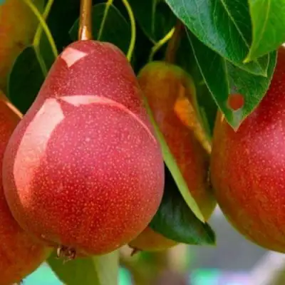 Груша ГЕРА в Волковыске