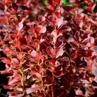 Барбарис ВУЛКАНО тунберга в Волковыске