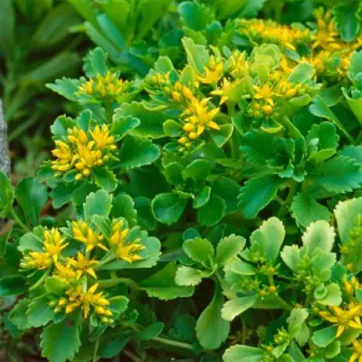 Очиток (седум) ИММЕРГРУН камчатский в Волковыске