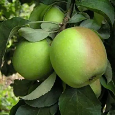 Яблоня ПАМЯТЬ СИКОРЫ в Волковыске