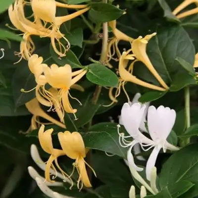 Жимолость ХАЛЛИАНА японская (Хелиана) в Волковыске