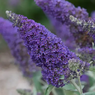 Буддлея НАНО ПЕРПЛ  в Волковыске