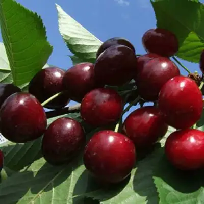 Черешня РЕВНА в Волковыске