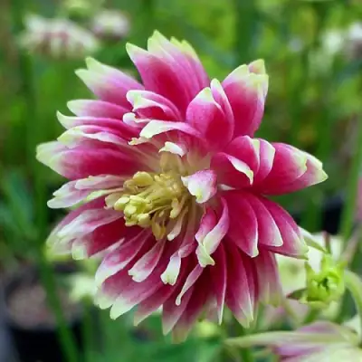 Аквилегия БАРЛОУ НОРА гибрид МакКаны в Волковыске