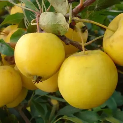 Яблоня УРАЛЬСКОЕ НАЛИВНОЕ в Волковыске