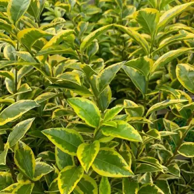 Бирючина АУРЕУМ овальнолистная в Волковыске