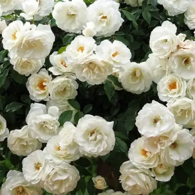 Роза АЙСБЕРГ флорибунда в Волковыске