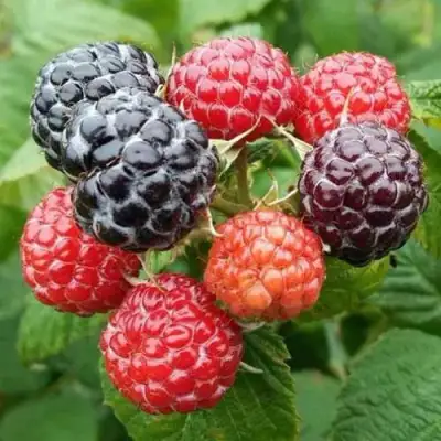 Малина БРИСТОЛЬ в Волковыске