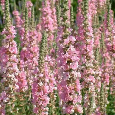 Дербенник БЛАШ иволистный в Волковыске