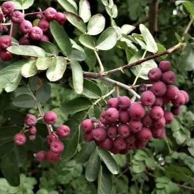 Рябина ДЕСЕРТНАЯ МИЧУРИНА сладкоплодная в Волковыске