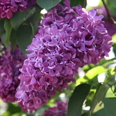 Сирень КАПИТАН ГАСТЕЛЛО в Волковыске