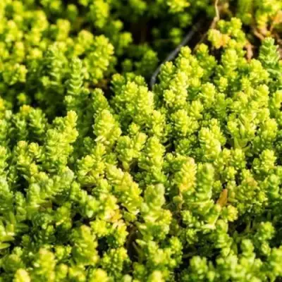 Очиток (седум) ЙЕЛЛОУ КВИН едкий в Волковыске