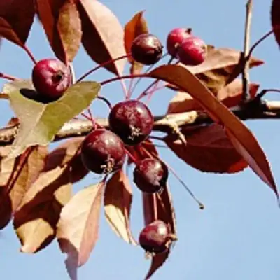 Яблоня РОЯЛТИ декоративная в Волковыске