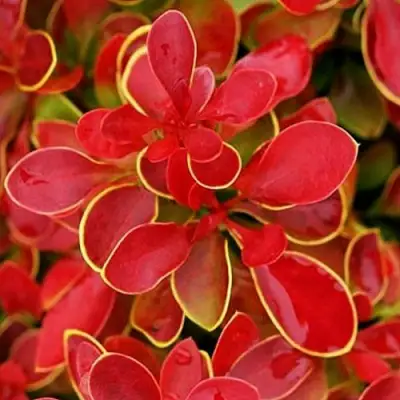 Барбарис КОРАЛ тунберга в Волковыске