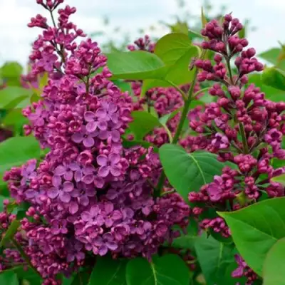 Сирень ЛЮДВИГ ШПЕТ в Волковыске